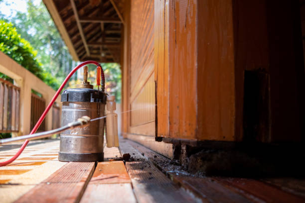Best Wasp Removal Services  in Spout Springs, NC