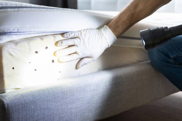 Best Cockroach Control Services  in Spout Springs, NC