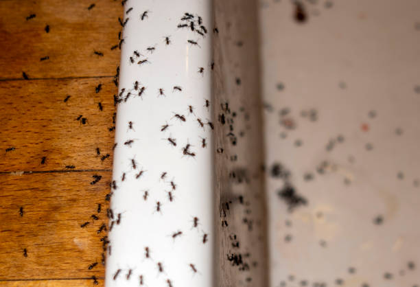 Best Mosquito Control Services  in Spout Springs, NC