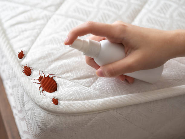 Reliable Spout Springs, NC Pest Control Solutions