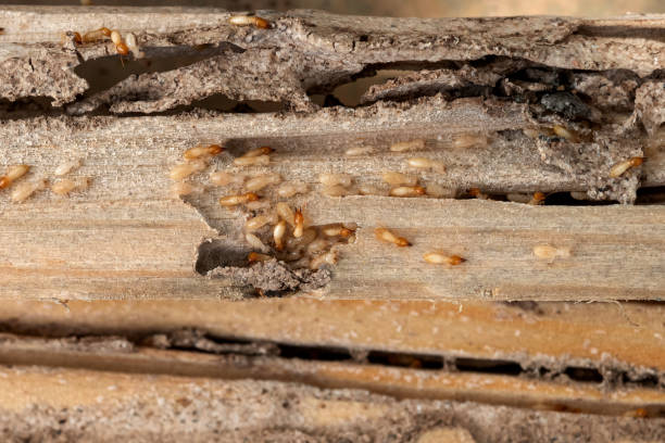 Best Exterminator Services  in Spout Springs, NC