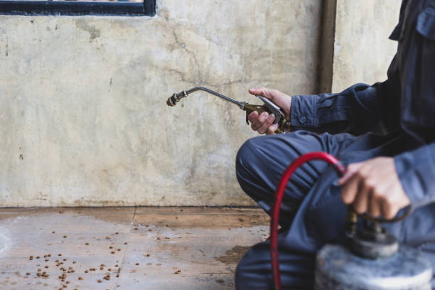 Best Flea Control Services  in Spout Springs, NC